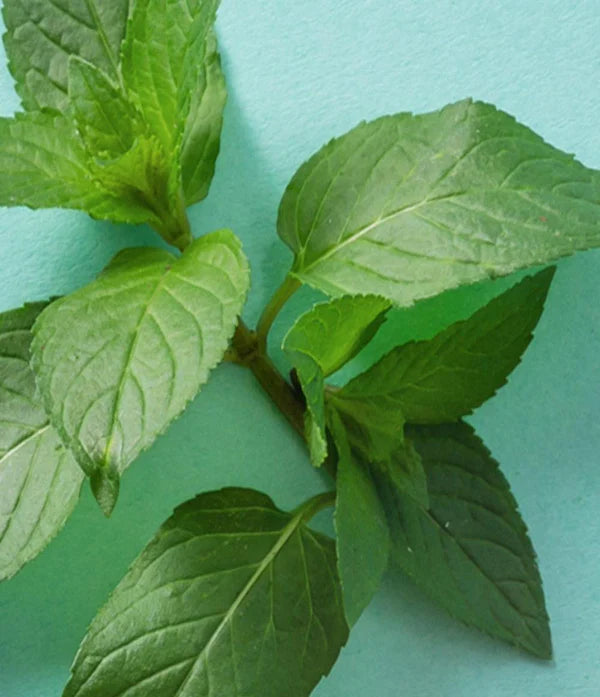 Sweet Mint lūpu balzams